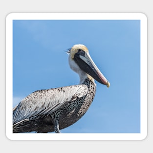 powerful pelican Sticker